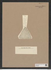 Stictodiscus sp. (de-Toni-Nr.: Genus 205) Zeichnungen Sammlung Grunow Nr. 9076 (NHMW-BOT-W0378828)